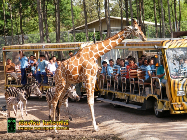 Chiang Mai Night Safari