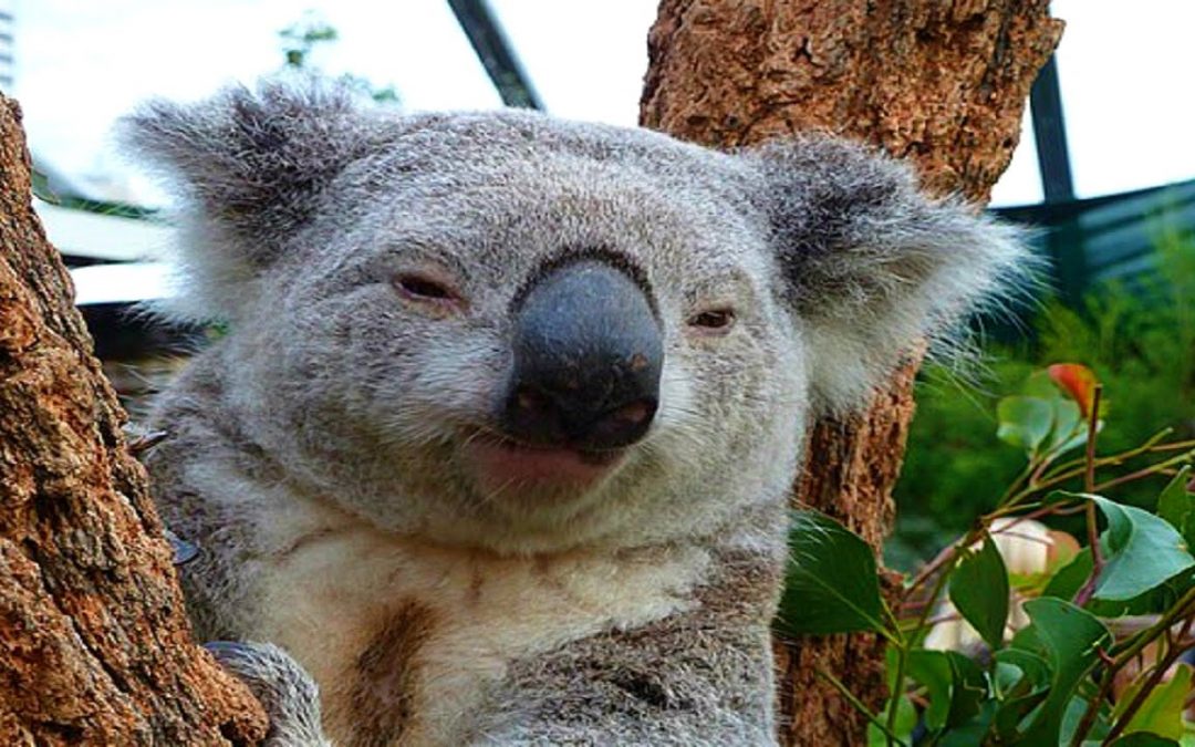 Ny Koala i Chiang Mai Zoo