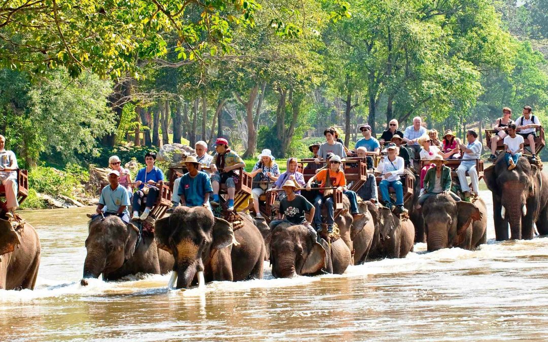 Mae Sa Elefant lejr fejrer igen thailandske elefanters nationaldag