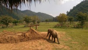 Elefant Nature Park