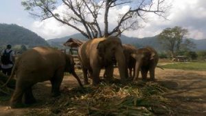 Elefant Nature Park