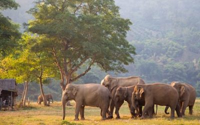 Elefant Nature Park