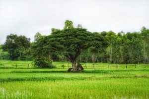 Chiang mai cykeltur